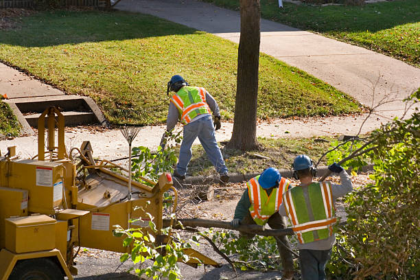 Large Tree Removal